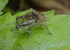Orthoptera