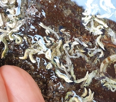 Spirobranchus cariniferus