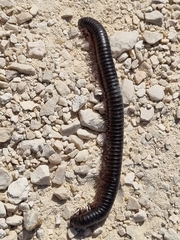 Archispirostreptus syriacus