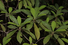 Alstonia muelleriana