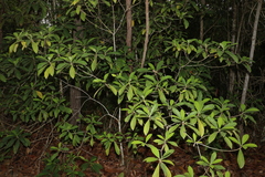 Alstonia muelleriana