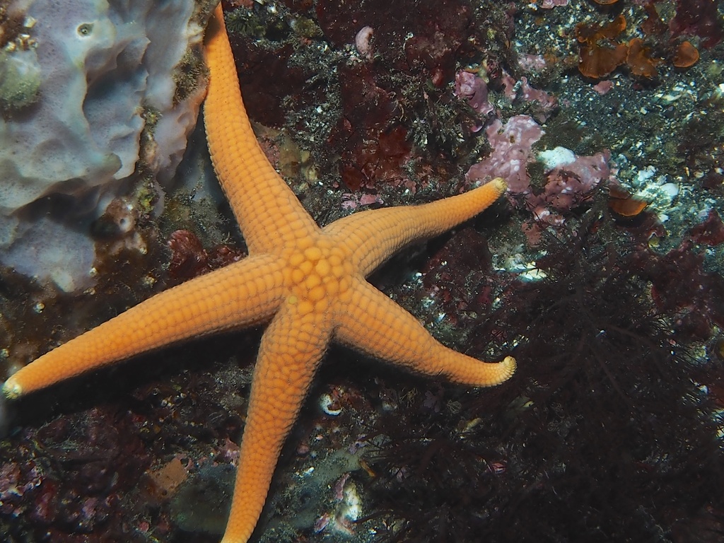 Japanese orange sea star