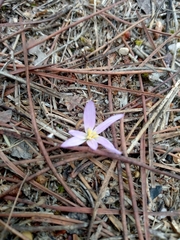 Colchicum filifolium