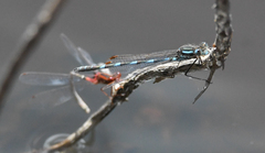 Austrolestes annulosus