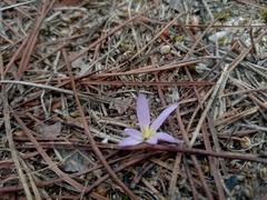 Colchicum filifolium