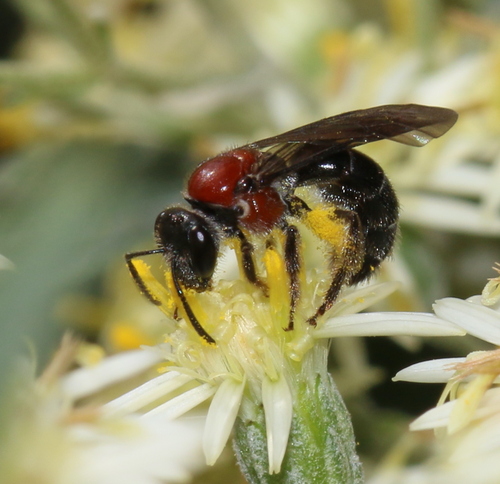 Lasioglossum callomelittinum