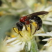 Lasioglossum callomelittinum - Photo (c) Hauke Koch, some rights reserved (CC BY-NC), uploaded by Hauke Koch