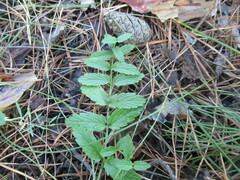 Scutellaria galericulata