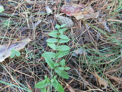 Scutellaria galericulata