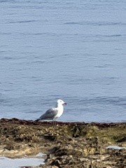 Ichthyaetus audouinii