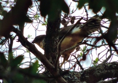 Accipiter melanoleucus