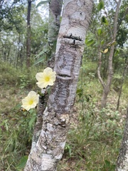 Merremia subsessilis