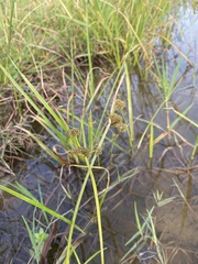 Cyperus difformis