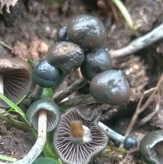 Psilocybe