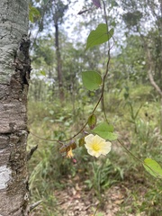 Merremia subsessilis