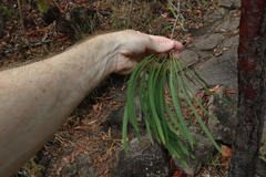 Persoonia falcata