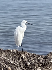 Egretta garzetta garzetta
