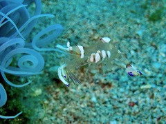 Ancylomenes magnificus