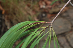Persoonia falcata