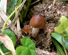 Psilocybe