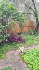 Alectura lathami lathami