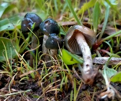 Psilocybe