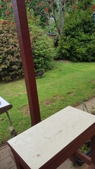 Alectura lathami lathami