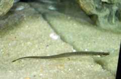 Syngnathus abaster