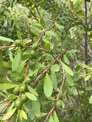 Persoonia lanceolata
