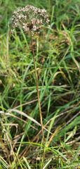 Allium angulosum