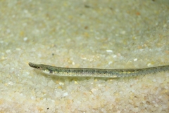 Syngnathus abaster