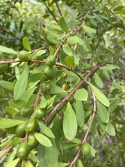 Persoonia lanceolata