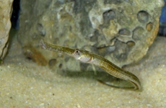 Syngnathus