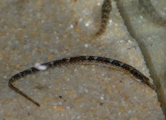 Syngnathus abaster
