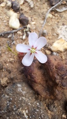 Drosera spilos