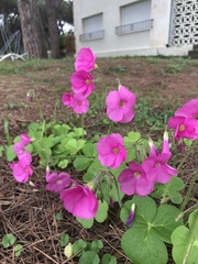 Oxalis bowiei