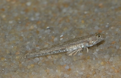 Pomatoschistus marmoratus