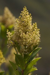 Laurophyllus capensis
