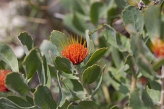 Leucospermum mundii