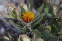 Leucospermum mundii