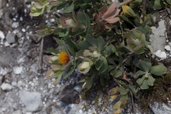 Leucospermum mundii