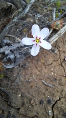 Drosera spilos