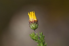 Ursinia trifida