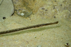 Syngnathus