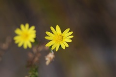 Ursinia trifida
