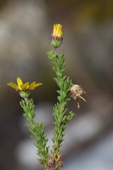 Ursinia trifida