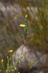 Ursinia trifida