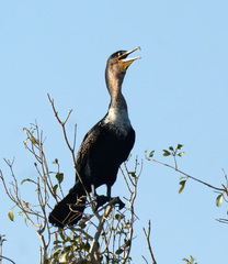 Phalacrocorax carbo lucidus