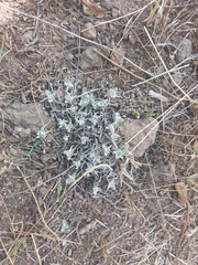 Artemisia austriaca
