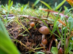 Psilocybe